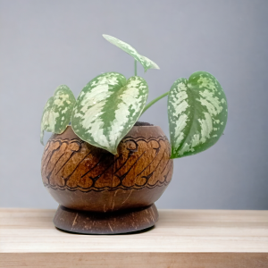 Table Pot planter