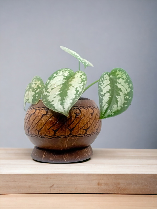 Table Pot planter